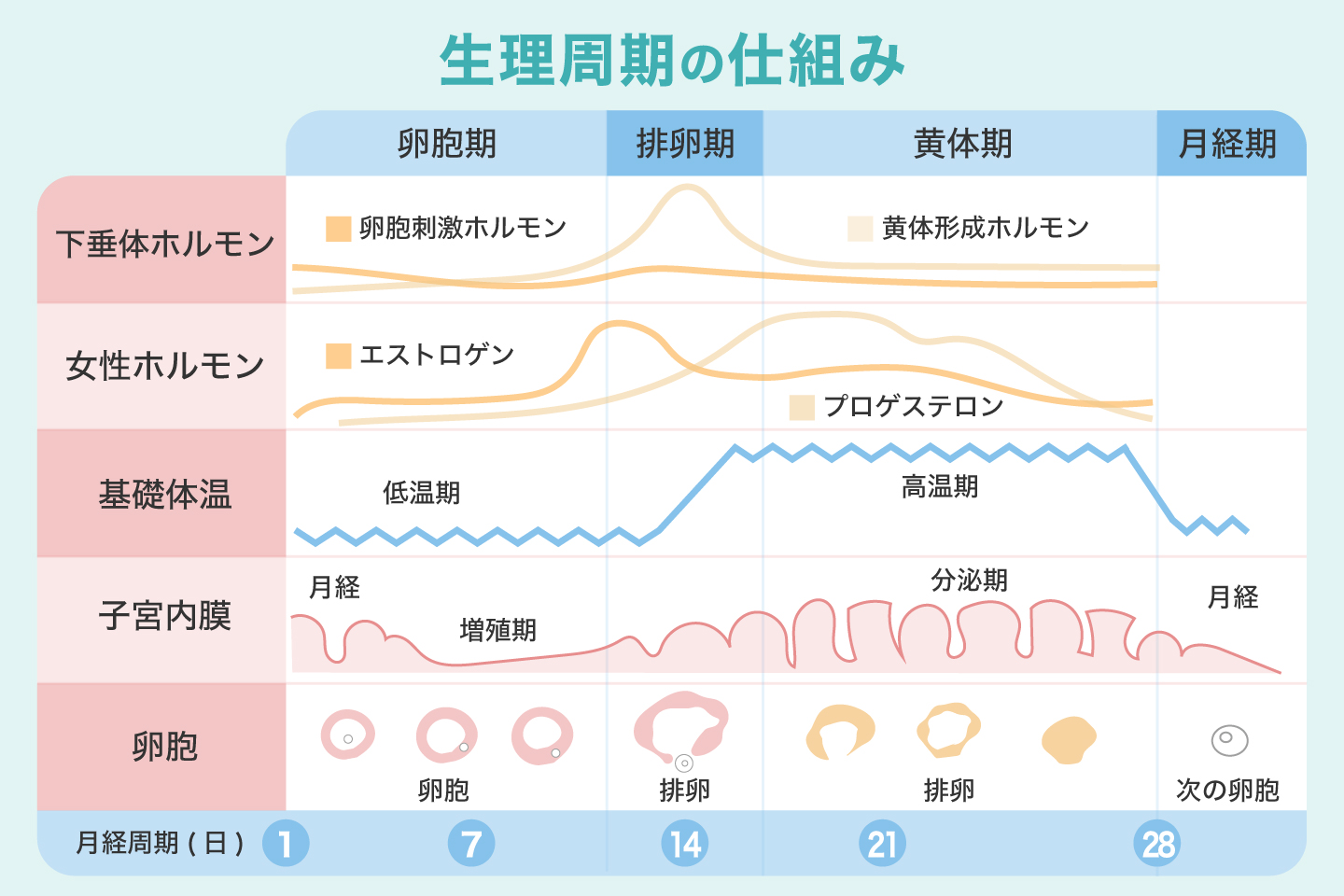 生理周期の仕組み