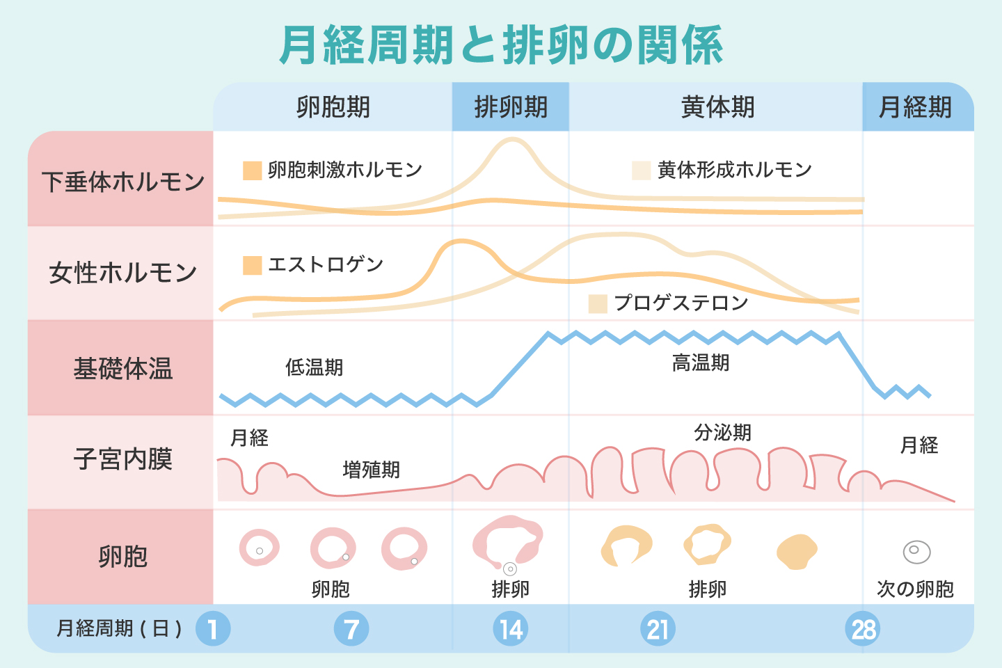 月経周期と排卵の関係