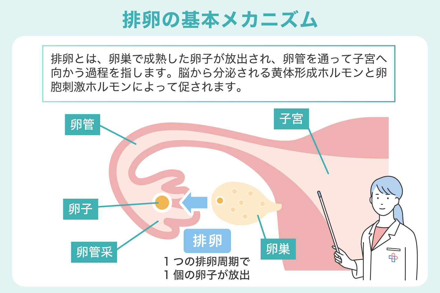 排卵の基本メカニズム